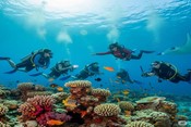 Diving Courses in Hurghada: An Unforgettable Experience Beneath the Red Sea